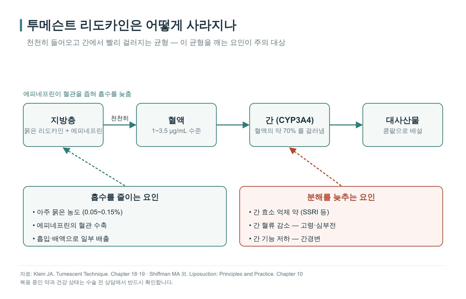 투메슨트 리도카인의 흡수와 분해 흐름도 — 지방층에서 천천히 흡수되어 간에서 걸러지며, 간 효소 억제 약·간 혈류 감소·간 기능 저하가 분해를 늦춘다