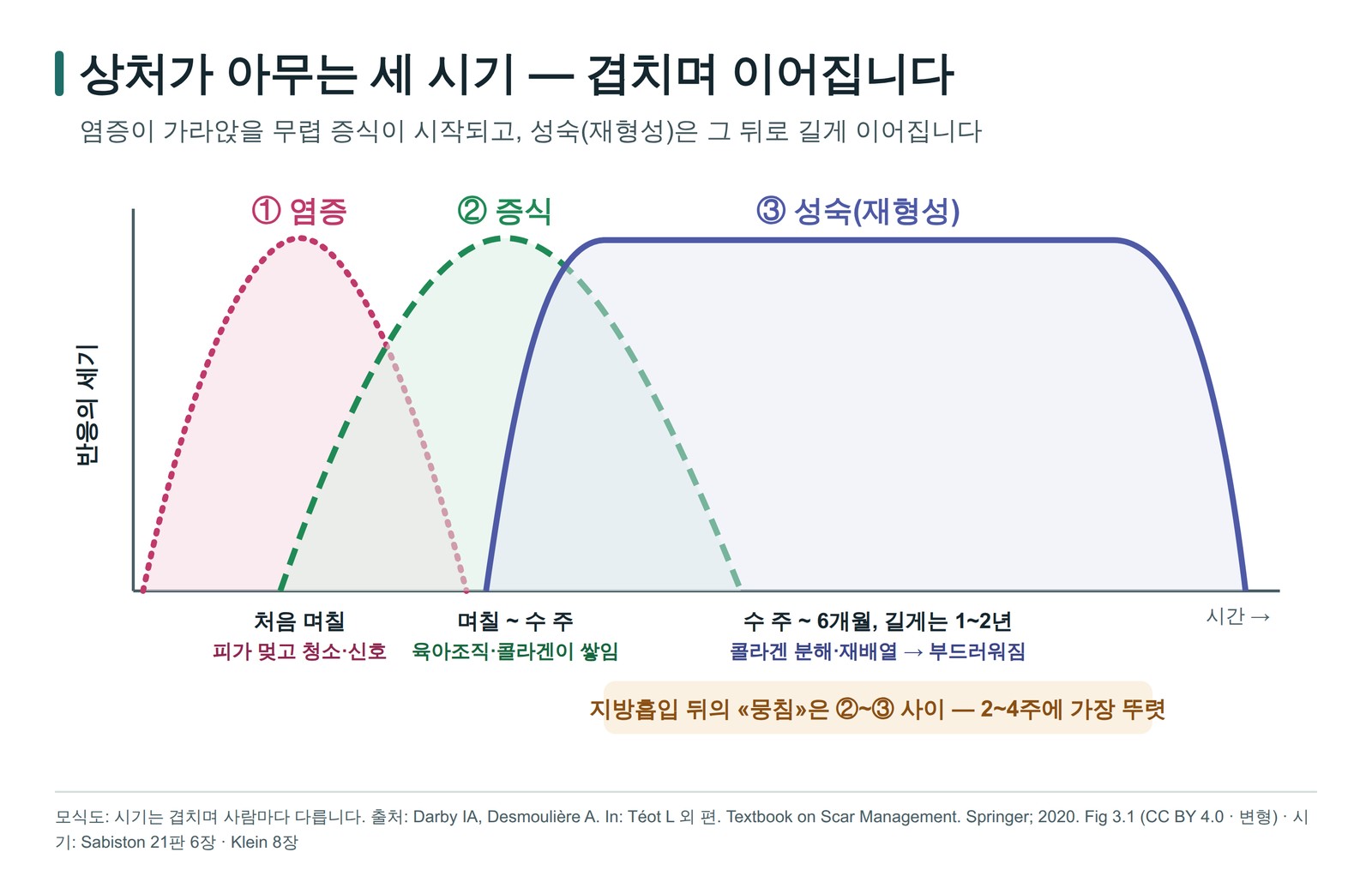 상처가 아무는 세 시기 염증 증식 성숙이 겹치며 이어지는 모식도