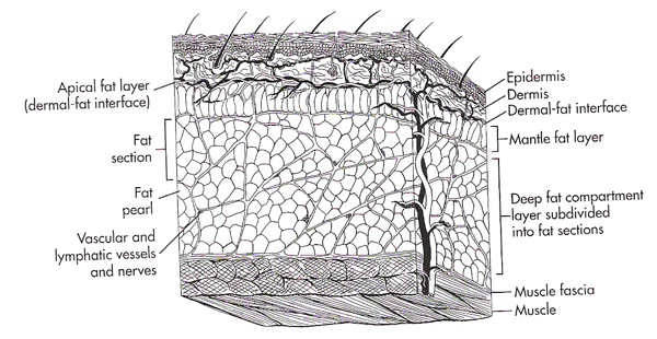 지방층의 구조1